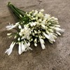 AGAPANTHUS VIT