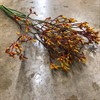ANIGOZANTHOS GOLD FEVER