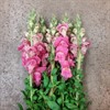 LEJONGAP ROSA