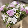 FREESIA ROSA DUBBEL