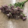 ASTRANTIA CERISROSA STAR OF AFRICA