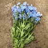 DELPHINIUM LJUSBLÅ BALLKLIED 80 CM