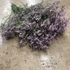 LIMONIUM ROSA PINK OSHI