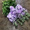 LÖVKOJA LJUSROSA