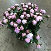 PION ROSA SARAH BERNHARDT 55 CM