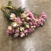 LEUCADENDRON SERRURIA PRETTY ROSA 40 CM