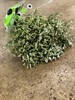 LIMONIUM VIT 1X25