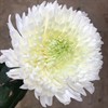 CHR.1PT MAGNUM VIT