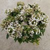 VIBURNUM MACROPHYLLUM VIT
