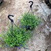 M03 LOBELIA 27 CM AMPEL BLÅ MÅLSTA 1X2