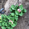 M06 PELARGON 27 CM CALLIOPE ROSA  AMPEL 1X2