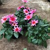 M12 DAHLIA 23 CM MAXI STARBURST