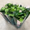 ANTHURIUM  9 CM GRÖN SMARAGD 1X12