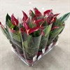 ANTHURIUM  9 CM RÖD BANDEROLA 1X12