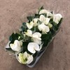 ANTHURIUM 14 CM  VIT 1X8