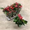 ANTHURIUM 12 CM ROYAL CHAMPION RÖD