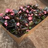 BEGONIA 8 CM ISBEG.MÖRKBLADIG ROSA