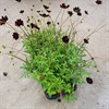 COSMOS 12 CM CHOKLADBLOMMA