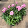 DAHLIA 12 CM MIDI ROSA MÅLSTA
