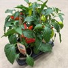CHILI 14 CM SNACK 1X4