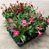 DIPLADENIA 10 CM RÖDA ROSA 1X15