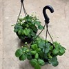 FRAGARIA ELAN 27 CM JORDGUBBE  I AMPEL 1X2