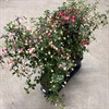 FUCHSIA 19 CM PÅ STAM