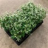 EUPHORBIA 11 CM DIAMOND FROST 1X14