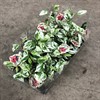 HIBISCUS 12 CM VARIEGATA 1X8