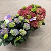 HORTENSIA 29 CM TRÄDGÅRD 1X1