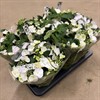HORTENSIA 13 CM RUNAWAY BRIDE 1X6