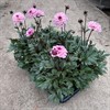 DAHLIA 14 CM INDIRA ROSA MÅLSTA
