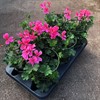 PELARGON 12 CM CASCADE MÖRKROSA MÅLSTA
