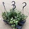 HOYA 14 CM MIX AMPEL 1x4
