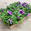 PETUNIA 8 CM PURPLEVEIN MÅLSTA