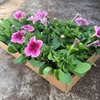 PETUNIA 8 CM PINKVEIN MÅLSTA 1X24