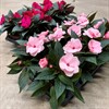 IMPATIENS 12 CM N.GUINEA RUNES