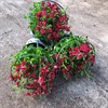 DIASCIA 12 CM CERISE/RÖD 1X8 MÅLSTA