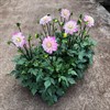 DAHLIA 14 CM ZARINA 1X6 MÅLSTA