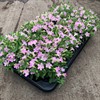 ITSY PETUNIA 12 CM LJUSROSA MÅLSTA