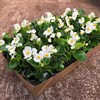 BEGONIA 8 CM ISBEG.GRÖNBLADIG VIT