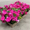 FLITIGA LISA 8 CM ROSA MÅLSTA