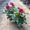 DAHLIA 23 CM AMAL MÅLSTA