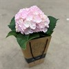 HORTENSIA 15 CM BEAUTENSIA LIGHT PINK