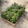 LOBELIA 8 CM LILA/CERISE 1X24