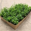 LOBELIA 8 CM  KANT VIT MÅLSTA 1X24