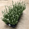 LAVANDULA 12 CM AROMANCE WHITE 1X8