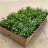 LOBELIA 8 CM HÄNG VIT MÅLSTA 1X24