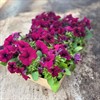 PETUNIA 8 CM BURGUNDY MÅLSTA