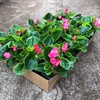 BEGONIA 8 CM ISBEG.GRÖNBLADIG ROSA